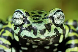 Tigrinus: Tiger's Treefrog