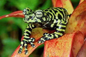 Bromeliads: Tiger's Treefrog on bromeliad
