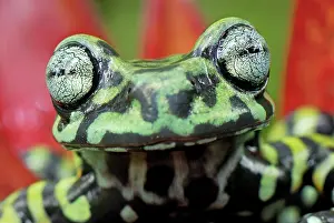 Tigrinus: Tiger's Treefrog on bromeliad