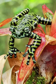 Bromeliads: Tiger's Treefrog on bromeliad