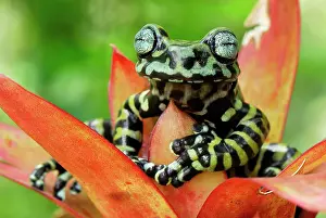 Bromeliads: Tiger's Treefrog on bromeliad