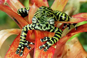 Bromeliads: Tiger's Treefrog on bromeliad
