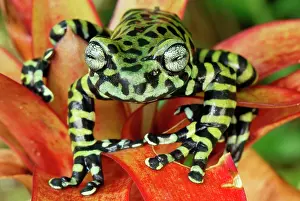 Bromeliads: Tiger's Treefrog on bromeliad