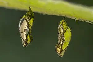 Maria: Tigerwing butterfly pupae (Mechanitis sp.) Ithomiini