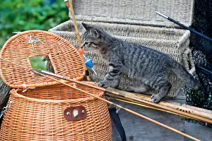 Tackle: Tigray kitten and fishing basket in Oberbruck Alsace France