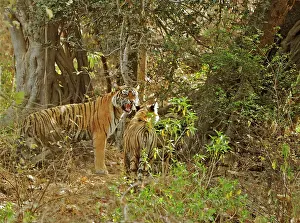 Tigresses: Tigress and cub - Tigress interacts with her cub
