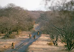 Tigresses: Tigress and Cubs walking down track