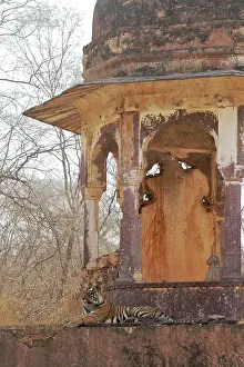 Tigresses: Tigress - large cub lying on chhatri base (elevated