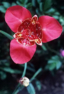 Allen Paterson: TIGRIDIA - close-up