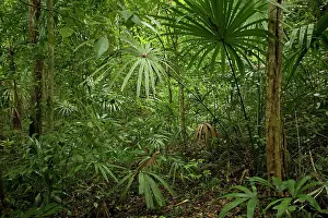 Guatemala: Tikal Rainforest