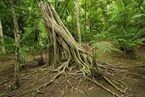 Guatemala: Tikal Rainforest
