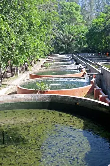 Tilapia: Tilapia cultivation ponds