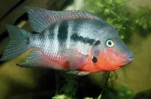 Tilapia: Tilapia Fish - adult male