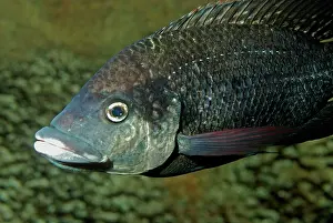 Tilapia: Tilapia, freshwaters Africa