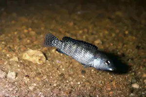 Cichlids: TILAPIA Grahami