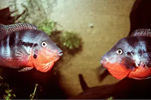 Tilapia: TILAPIA - two males displaying, facing each other