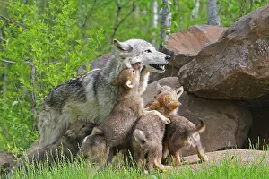 Timber: Timber / Grey Wolf - adult with cubs