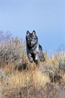Prairies: Timber Grey Wolf - black phase running in prairie