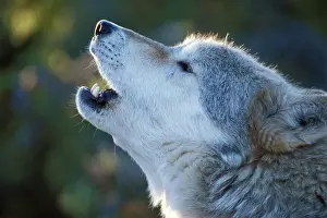 Howling: Timber / Grey Wolf - howling
