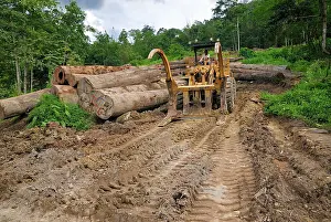 Trucks: Timber at a logging area near the Danum Valley