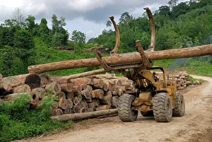 Trucks: Timber at a logging area near the Danum Valley