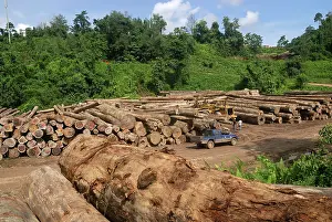Trucks: Timber at a logging area near the Danum Valley