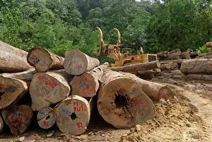 Trucks: Timber at a logging area near the Danum Valley
