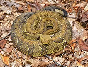 Carbon: Timber Rattlesnake