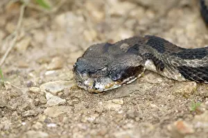 Horridus: Timber Rattlesnake