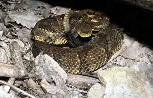 Carbon: Timber Rattlesnake