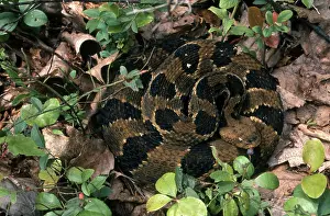 Carbon: Timber Rattlesnake