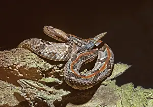 Horridus: Timber Rattlesnake
