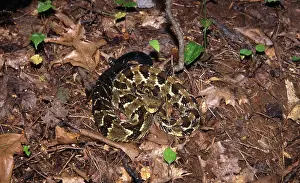 Horridus: Timber Rattlesnake