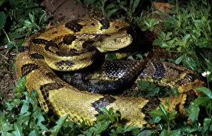 Horridus: Timber Rattlesnake