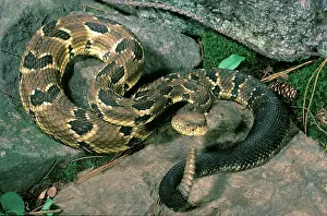 Horridus: Timber rattlesnake