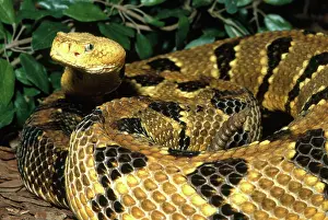 Vipers: Timber Rattlesnake