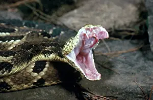 Fangs: Timber Rattlesnake