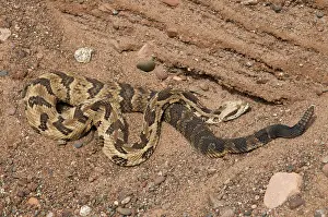 Horridus: Timber Rattlesnake