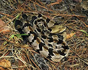 Vipers: Timber Rattlesnake