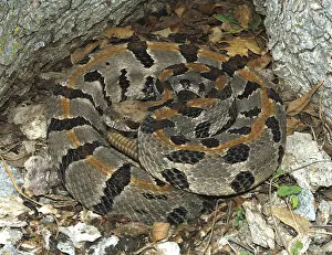 Horridus: Timber Rattlesnake