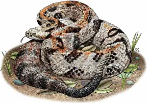 Horridus: Timber rattlesnake