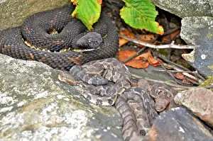 Carbon: Timber Rattlesnake with babies