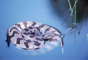Timber: TIMBER RATTLESNAKE - coiled in water