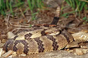 Horridus: Timber Rattlesnake (Crotalus horridus)