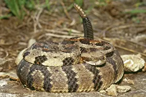 Horridus: Timber Rattlesnake (Crotalus horridus)