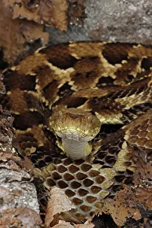 John Cancalosi: timber rattlesnake, Crotalus horridus, gravid female