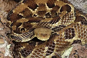 John Cancalosi: timber rattlesnake, Crotalus horridus, gravid female