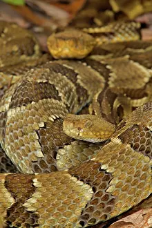 Gravid: Timber Rattlesnake - gravid female