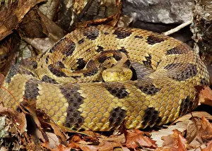 Horridus: Timber Rattlesnake - by the number of rattles approximately