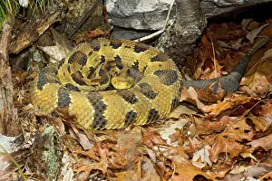 Horridus: Timber Rattlesnake - by the number of rattles approximately